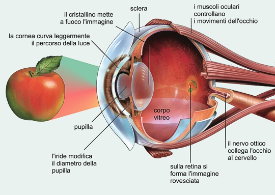 Come E Fatto L Occhio Umano Schema dell'occhio - Pagine scolastiche - Claudio Fontanesi